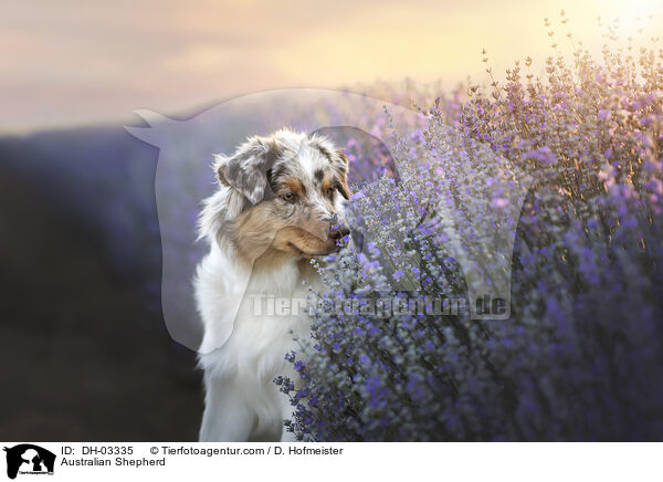 Australian Shepherd / Australian Shepherd / DH-03335