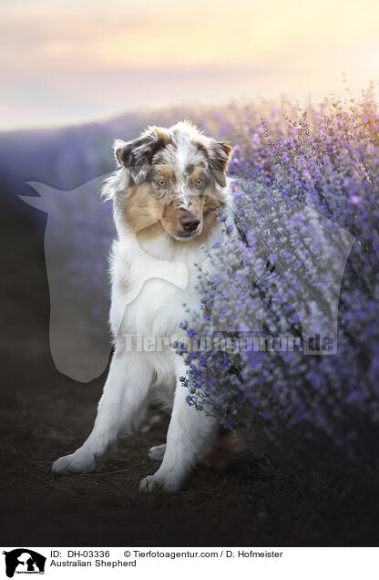 Australian Shepherd / Australian Shepherd / DH-03336