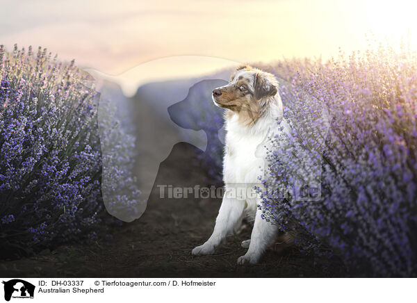 Australian Shepherd / Australian Shepherd / DH-03337