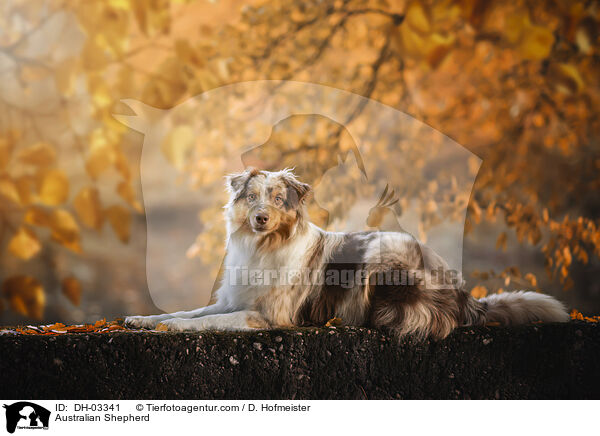 Australian Shepherd / Australian Shepherd / DH-03341