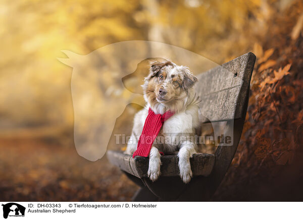 Australian Shepherd / Australian Shepherd / DH-03343