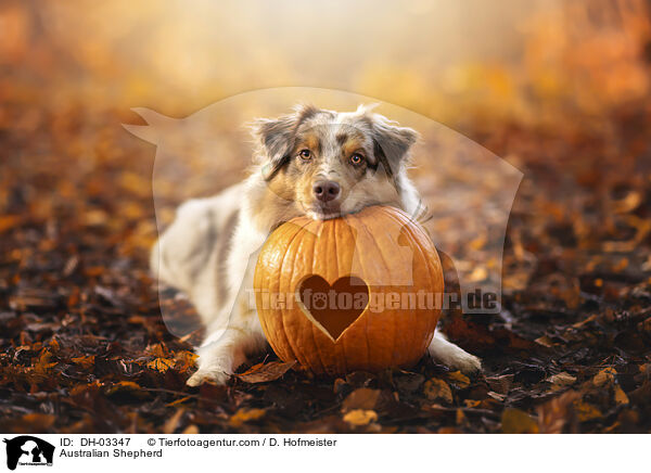 Australian Shepherd / Australian Shepherd / DH-03347