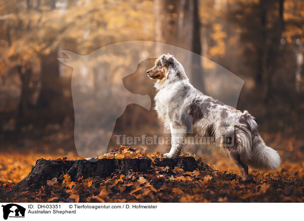 Australian Shepherd / Australian Shepherd / DH-03351