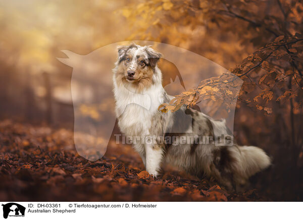 Australian Shepherd / Australian Shepherd / DH-03361