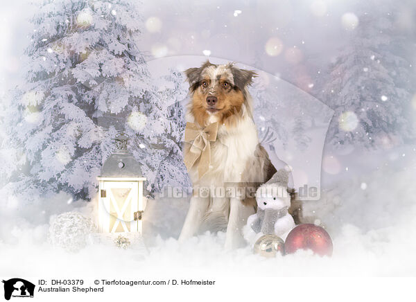 Australian Shepherd / Australian Shepherd / DH-03379