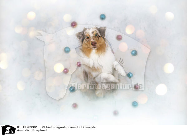 Australian Shepherd / Australian Shepherd / DH-03381