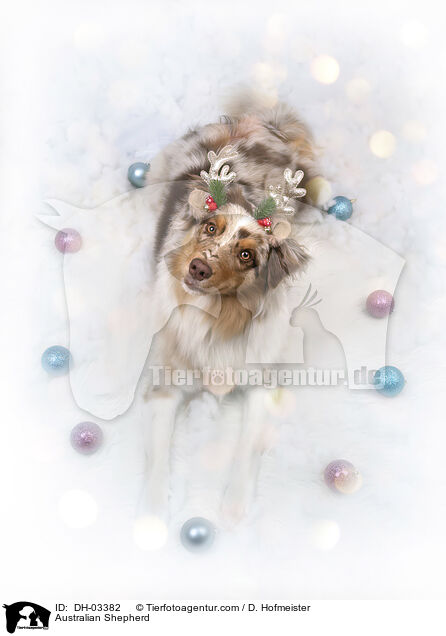 Australian Shepherd / Australian Shepherd / DH-03382