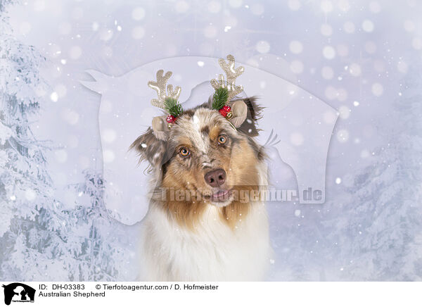 Australian Shepherd / Australian Shepherd / DH-03383