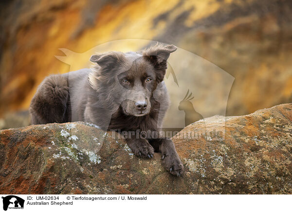 Australian Shepherd / Australian Shepherd / UM-02634