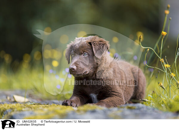 Australian Shepherd / Australian Shepherd / UM-02635