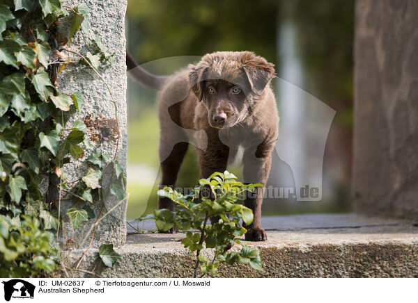 Australian Shepherd / Australian Shepherd / UM-02637