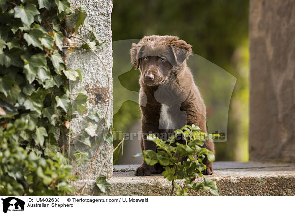 Australian Shepherd / Australian Shepherd / UM-02638