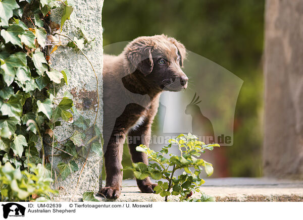 Australian Shepherd / Australian Shepherd / UM-02639