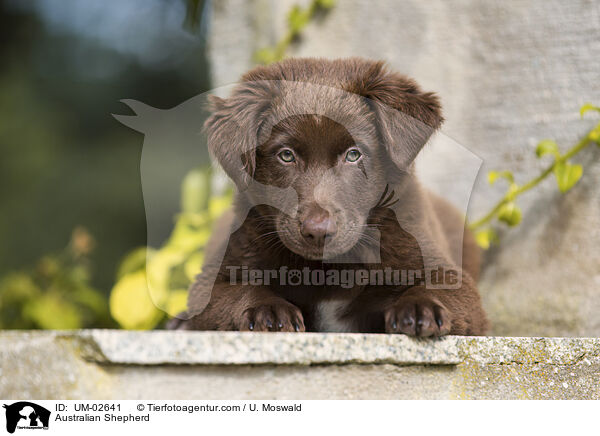 Australian Shepherd / Australian Shepherd / UM-02641