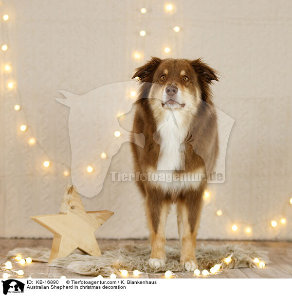 Australian Shepherd in Weihnachstsdeko / Australian Shepherd in christmas decoration / KB-16890