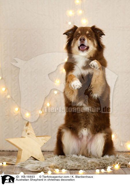 Australian Shepherd in Weihnachstsdeko / Australian Shepherd in christmas decoration / KB-16893