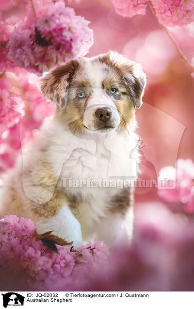 Australian Shepherd / Australian Shepherd / JQ-02032