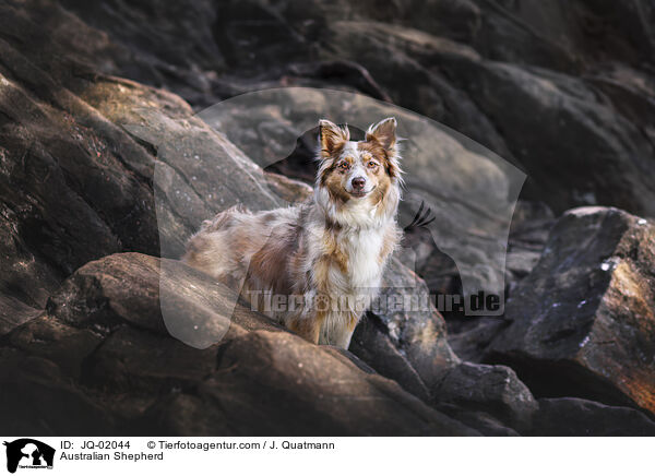 Australian Shepherd / Australian Shepherd / JQ-02044