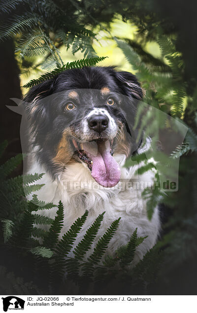 Australian Shepherd / Australian Shepherd / JQ-02066