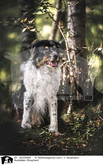 Australian Shepherd / Australian Shepherd / JQ-02069