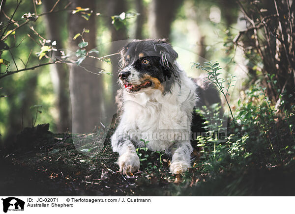 Australian Shepherd / Australian Shepherd / JQ-02071