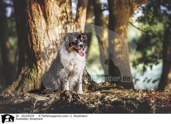 Australian Shepherd / Australian Shepherd / JQ-02078