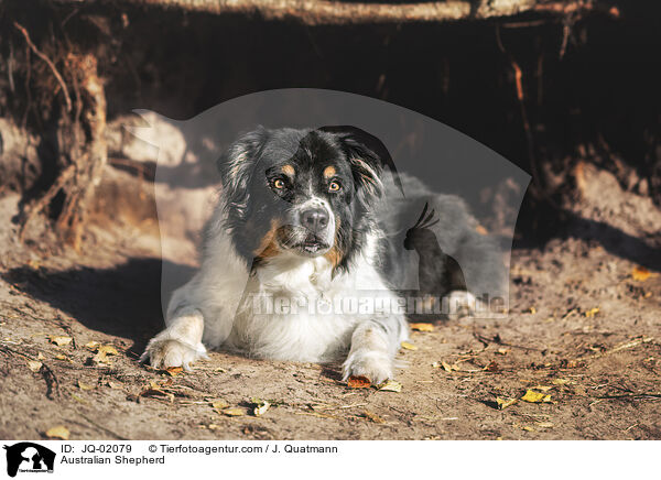 Australian Shepherd / Australian Shepherd / JQ-02079