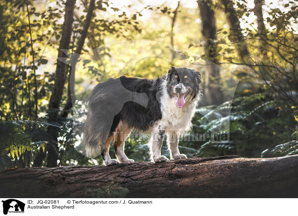 Australian Shepherd / Australian Shepherd / JQ-02081