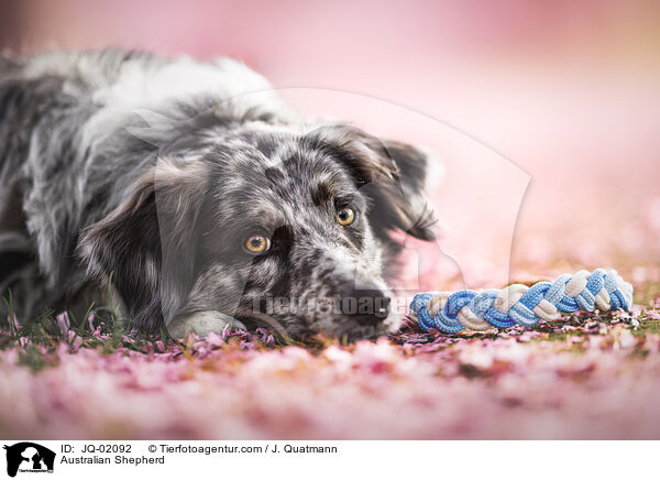 Australian Shepherd / Australian Shepherd / JQ-02092