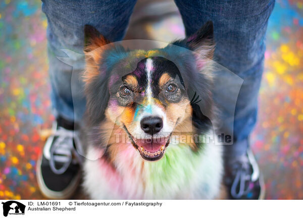 Australian Shepherd / Australian Shepherd / LM-01691