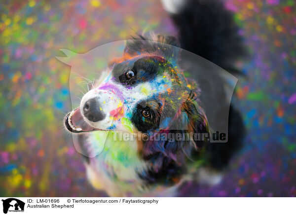 Australian Shepherd / Australian Shepherd / LM-01696