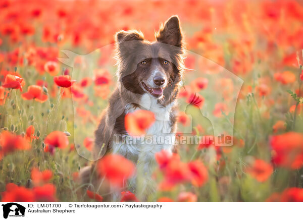 Australian Shepherd / Australian Shepherd / LM-01700