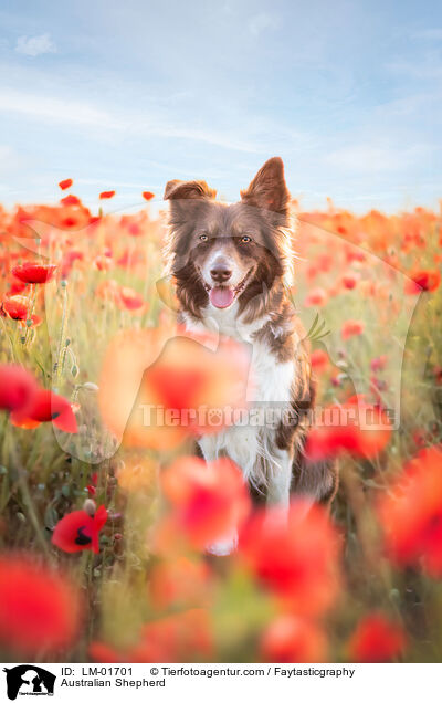 Australian Shepherd / Australian Shepherd / LM-01701