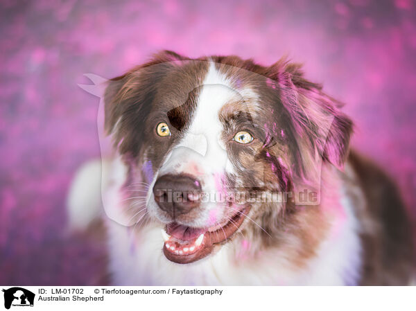 Australian Shepherd / Australian Shepherd / LM-01702