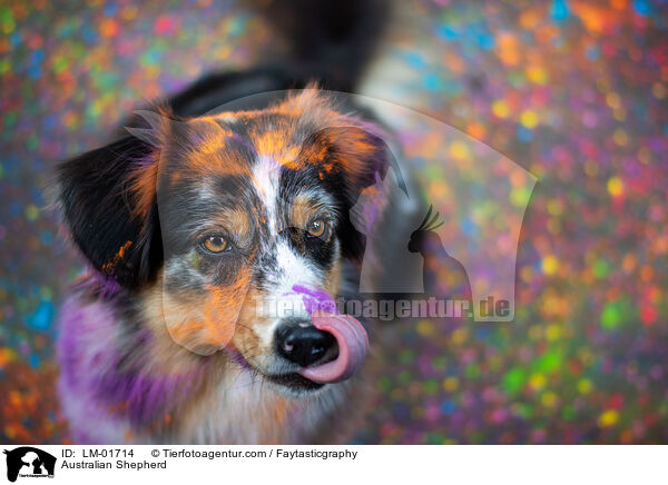 Australian Shepherd / Australian Shepherd / LM-01714