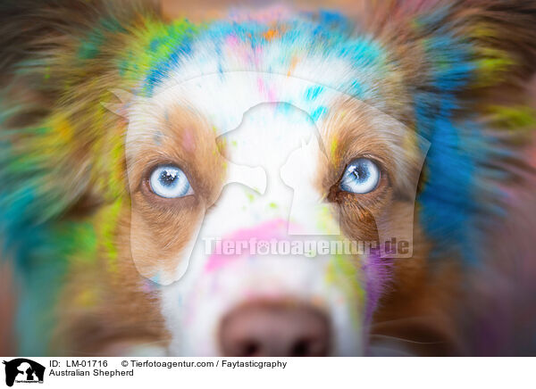 Australian Shepherd / LM-01716