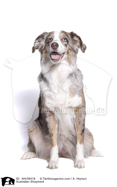 Australian Shepherd / Australian Shepherd / AH-08418