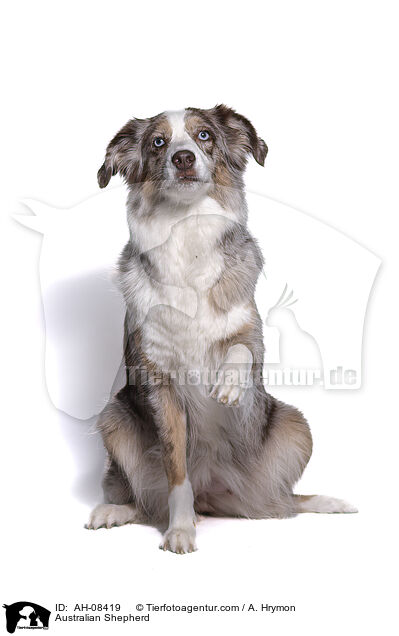 Australian Shepherd / Australian Shepherd / AH-08419