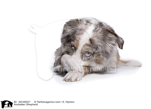 Australian Shepherd / Australian Shepherd / AH-08421