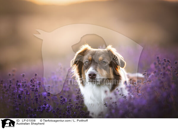 Australian Shepherd / Australian Shepherd / LP-01008