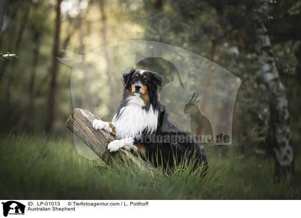 Australian Shepherd / Australian Shepherd / LP-01013