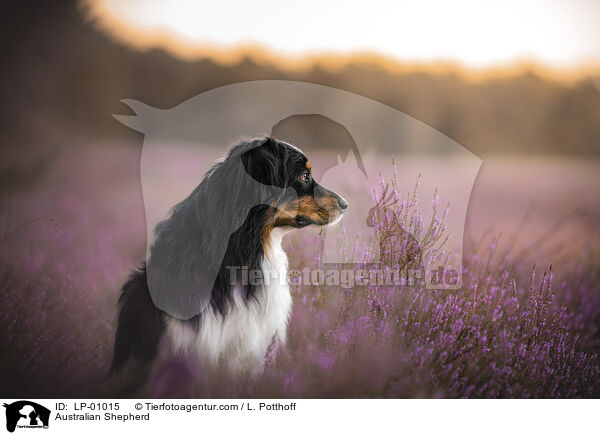 Australian Shepherd / Australian Shepherd / LP-01015