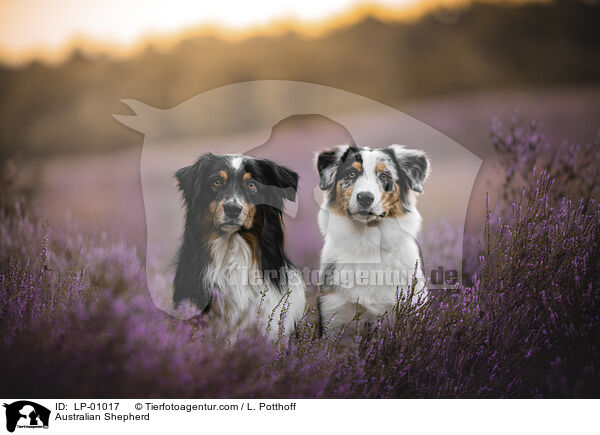 Australian Shepherd / Australian Shepherd / LP-01017