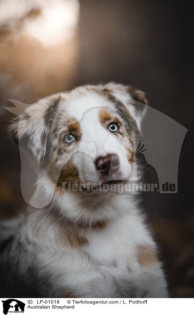 Australian Shepherd / Australian Shepherd / LP-01018