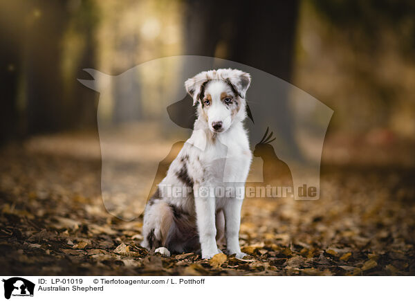 Australian Shepherd / Australian Shepherd / LP-01019