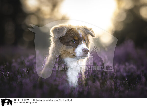 Australian Shepherd / Australian Shepherd / LP-01021