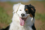 Australian Shepherd Portrait