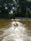 Australian Shepherd