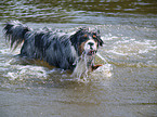 Australian Shepherd