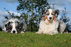 Australian Shepherd